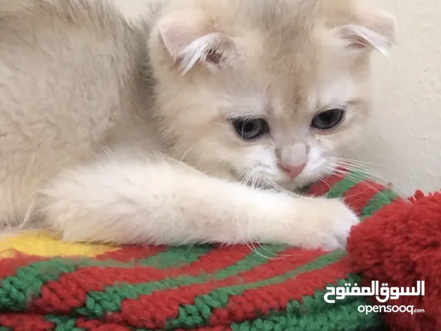 ذكر جولدن cy12اهالي جولدن ny12 اهالي مسجله