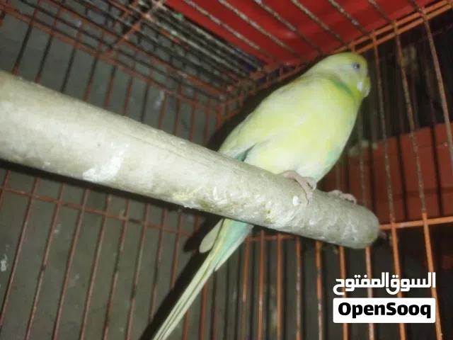 عصفور سترليا