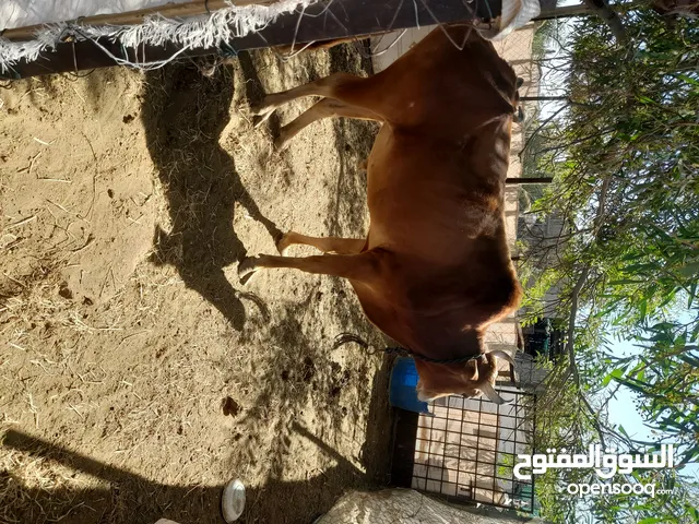 لبيع ابقار بي الجمله