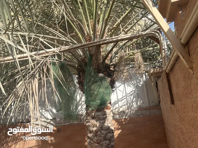 نخلة خلاصة للبيع