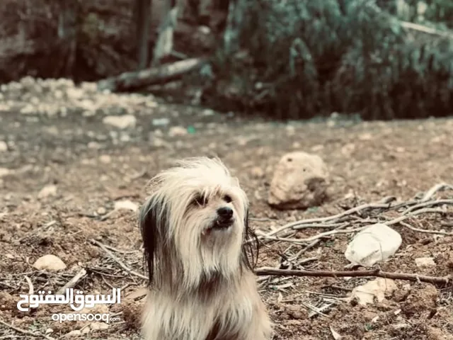 كلبه لاسا ابسو للبيع