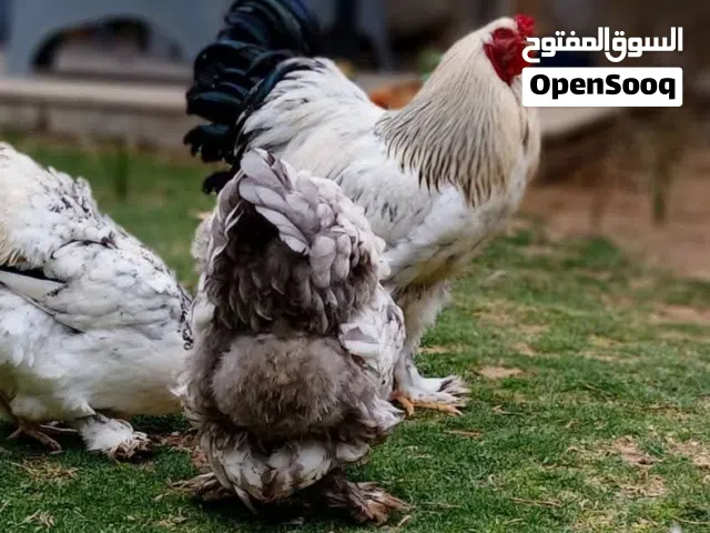 بيض دجاج  برهما الله يبارك