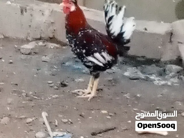 ديك دجاجه