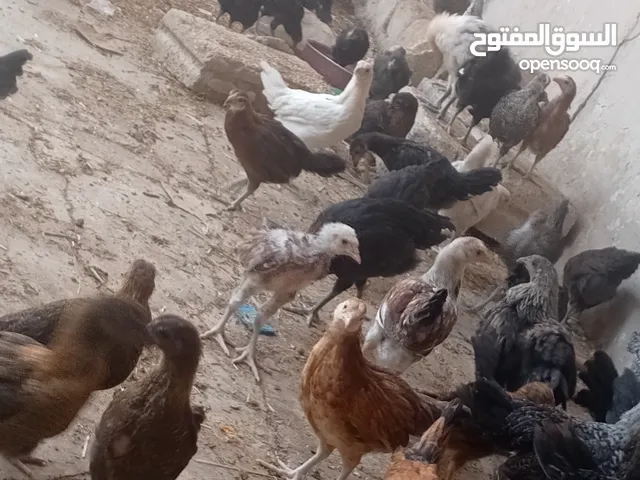 فراخ بلدي عمر شهرين ونص مطعمات جميع التطعيمات اي بي ولقاح ونيونكسل