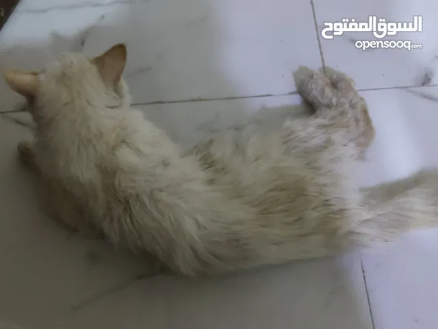 قط شيرازي للبيع