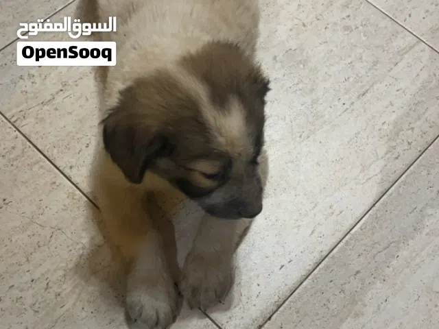 جرو للتبني