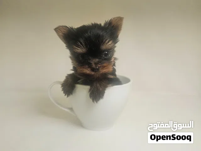 yorkishaier tea caup  يوركيرشاير تي كب