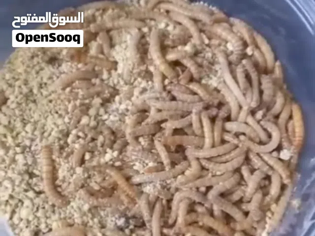 للبيع دود قبابي حي غني بل بروتين للطيور العلبه 25 غرام