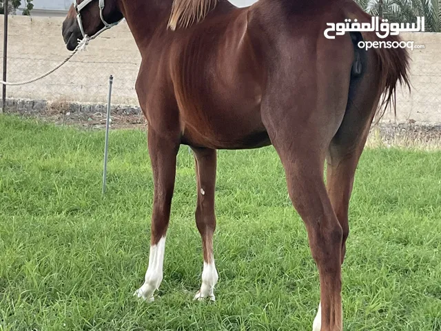 مهره عربيه ما شاء الله فرصه نادره لقتناء سلاله قويه