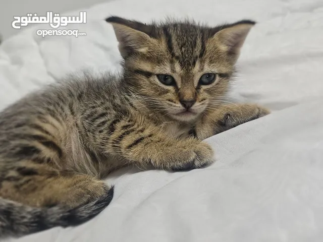 1 month baby kitten