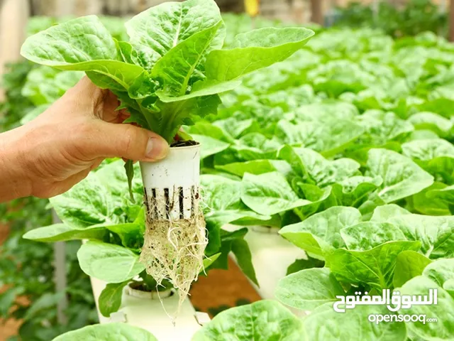 مطلوب شريك الى احد مشاريع زراعية . مطلوب مستثمر في تمويل مشاريع زراعيه