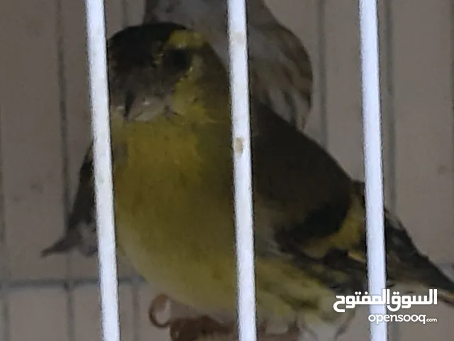زوج طائر الطرنجان