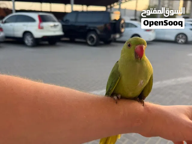 متو دره اليف ببغاء