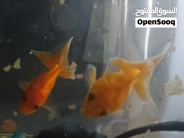 سمك جولد فشت للبيع سبب البيع السفر الى دولتي خروج من السعوديه نهائي
