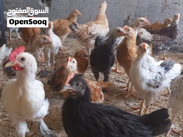 دجاج هجين فرنسي عماني 12 حبه ع عشره ريال فقط