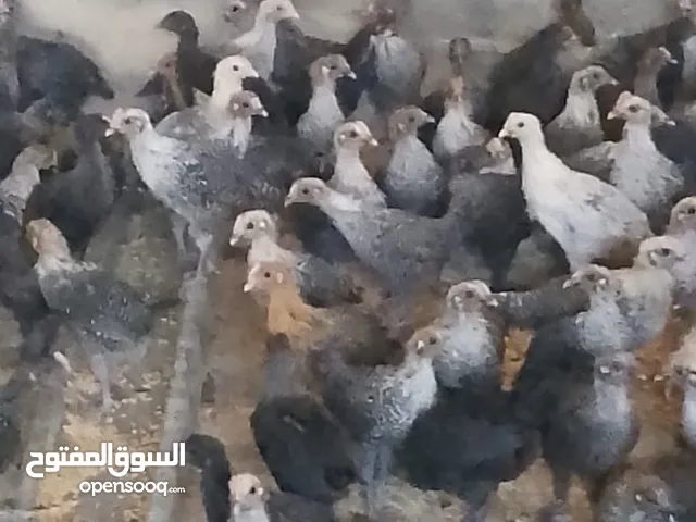 فرخات دجاج عمر شهر ونص