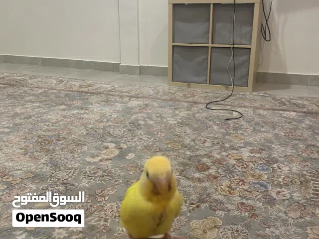 فرخ روز لاتينو