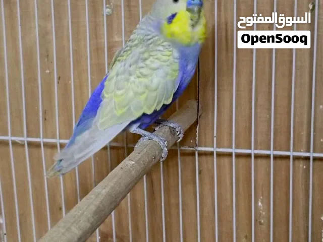 متاح زوج تركيبات ريبمو شرط بزرات صحه جيده  الفحل مال خانه