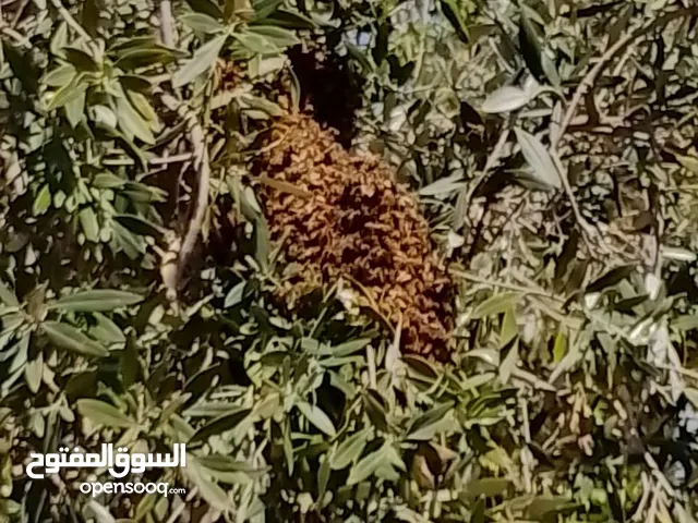 خلايا نحل للبيع