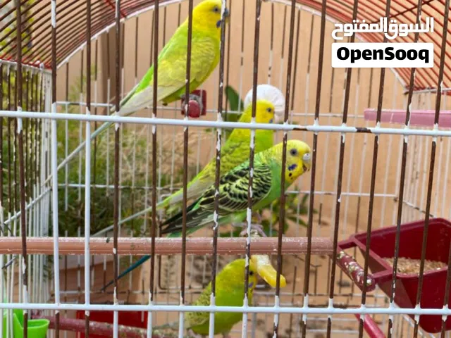 زوز كوبيا بقلينو درجة اولى