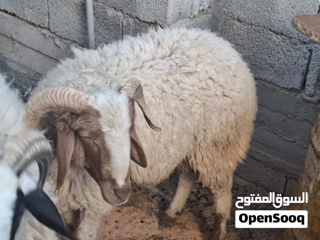 حولي وطني للبيع