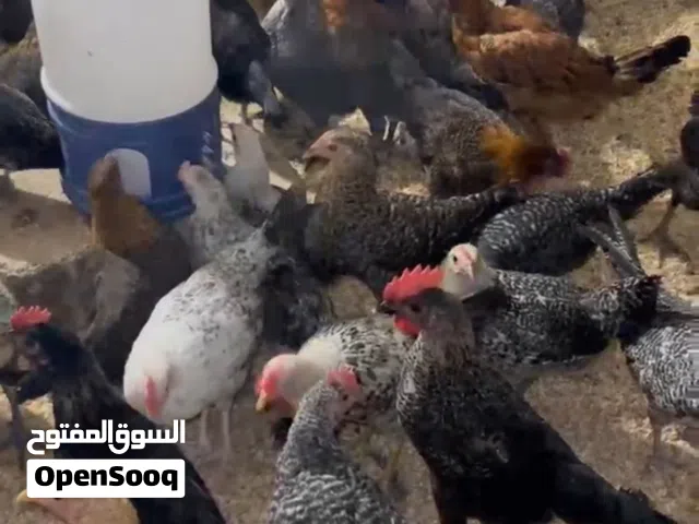 فرخات وديوك بلدي عمر 4 شهور و7 شهور