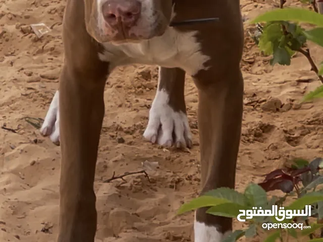 كلب بيتبل. موصفات ربي يبارك