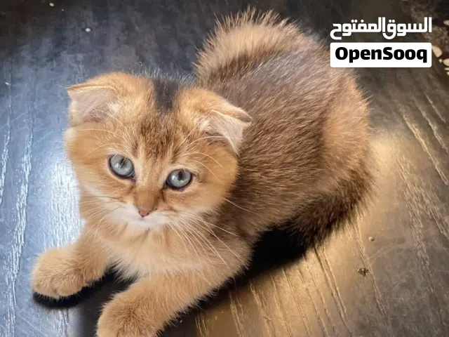 انثى سكوتش فولد قولدن
