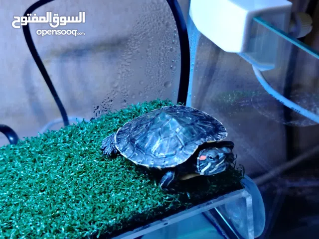 سلحفاة مع ادواتها الخاصة كاملة