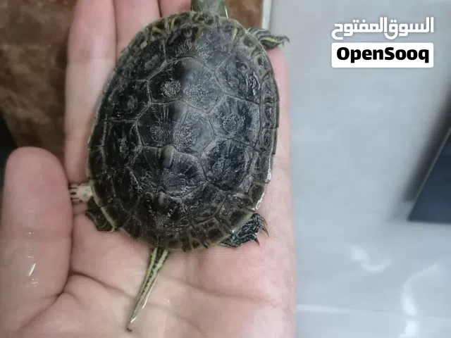 صيصان بطه أليف سلحفاة
