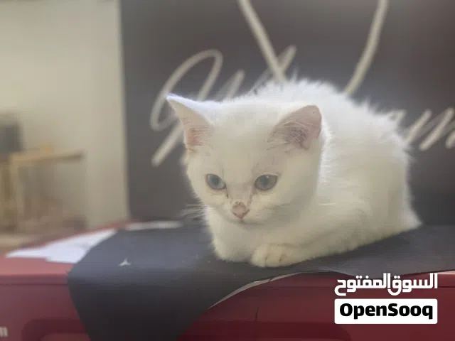 قط ذكر ابيض