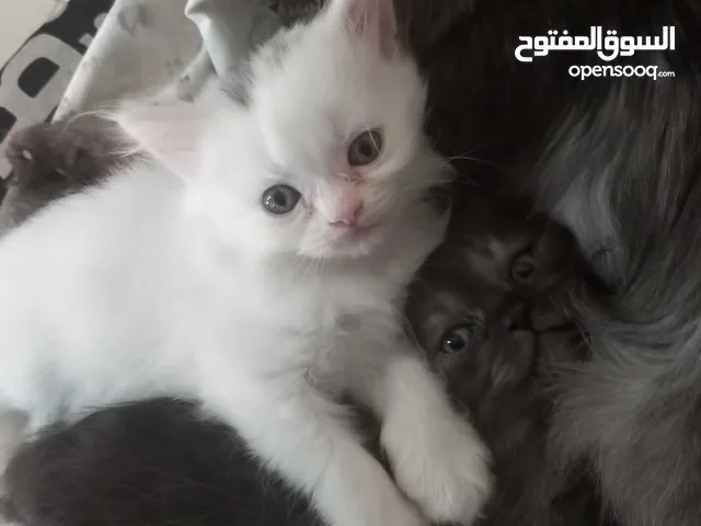 Persian and Himalayan available