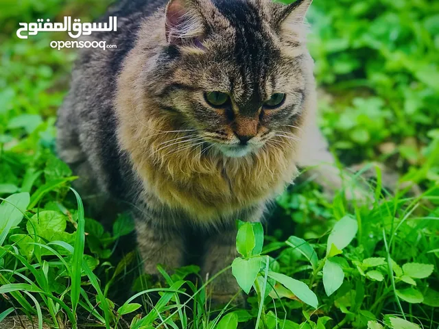 قطة تركية فصيلة نادرة ... قابل للتفاوض