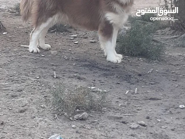 كلاب هاسكي جانيت اثنين