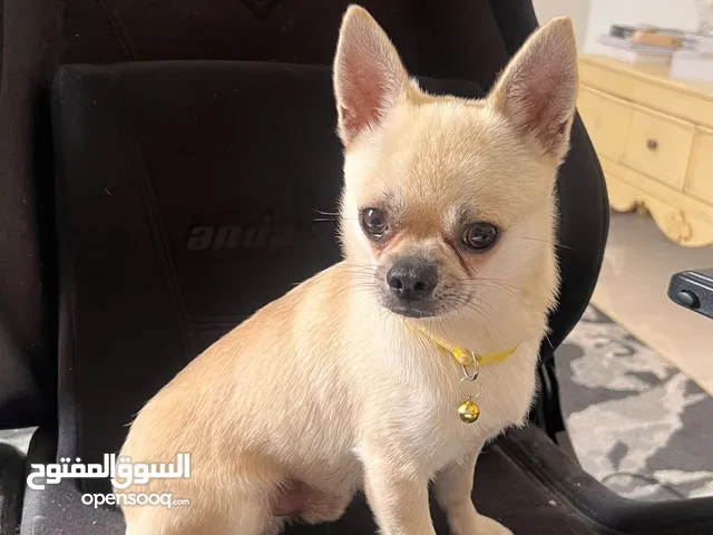 هادي يعلب ومالم على الحمام
