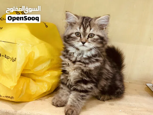 للبيع قطة شيرازية كيتن اللون نمري