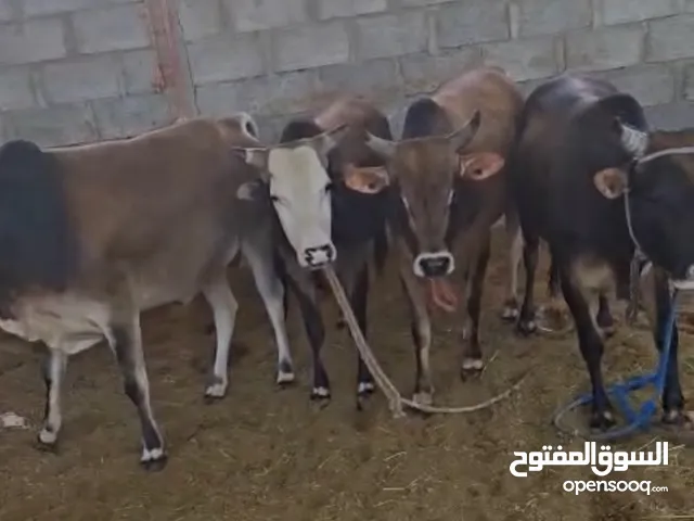عجول الدار العمر سنتين ونص سعر الواحد 6500