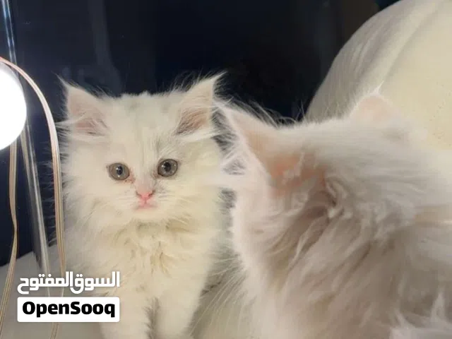 قطه للبيع شيرازي