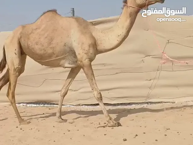 ناقة قحور عليها الدخيلة
