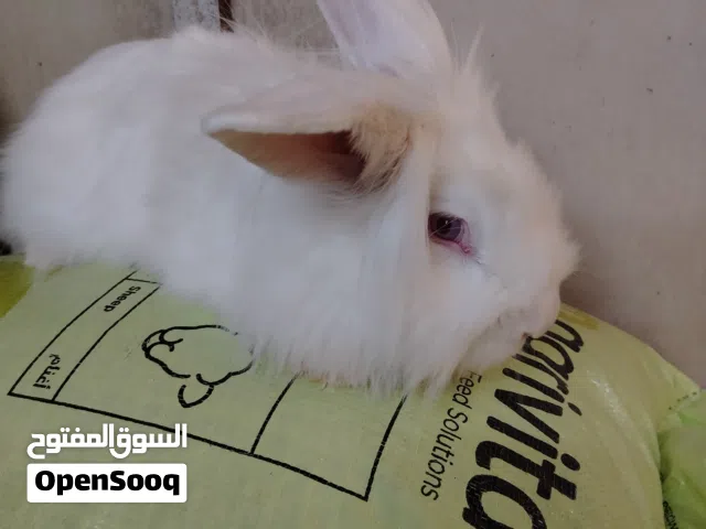 ارانب فرنسي نظيفه