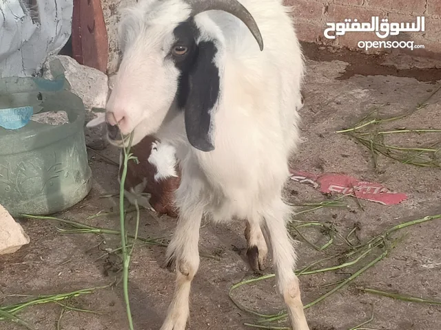 ماعزه خليط زباوي كسره سته