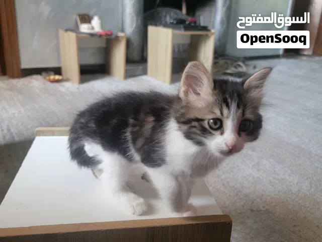 قطة سكتوتش