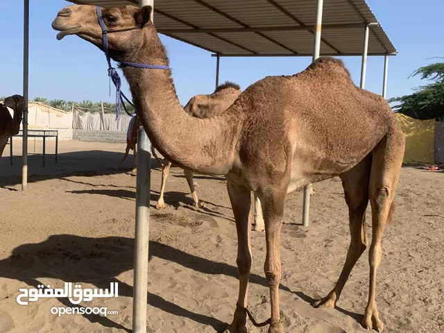 ناقة عرضه طبيع