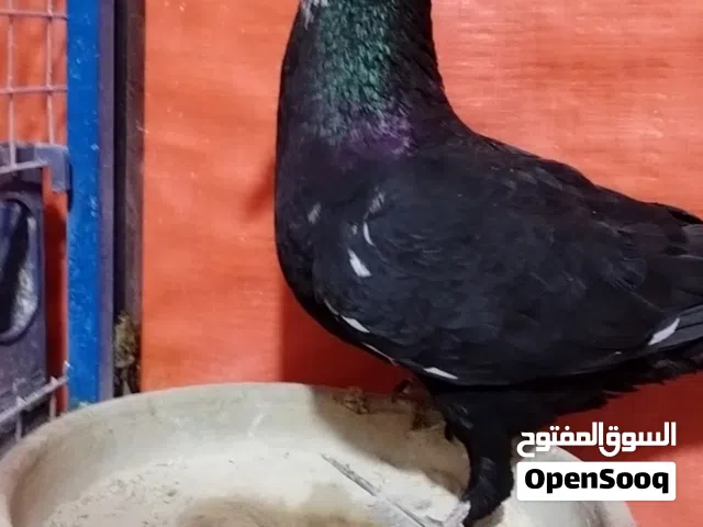 متاح جوز مع فراخهم