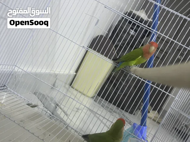 للبيع زوج روز 30 ر ع قابل
