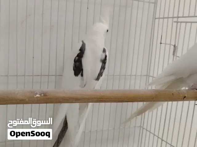 كوكتيل بصمه