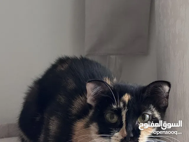 سكوتش فولد