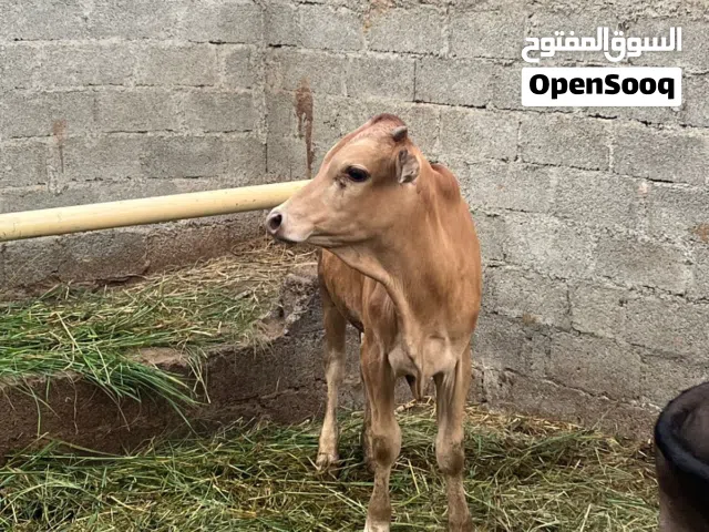 للبيع عجل عماني