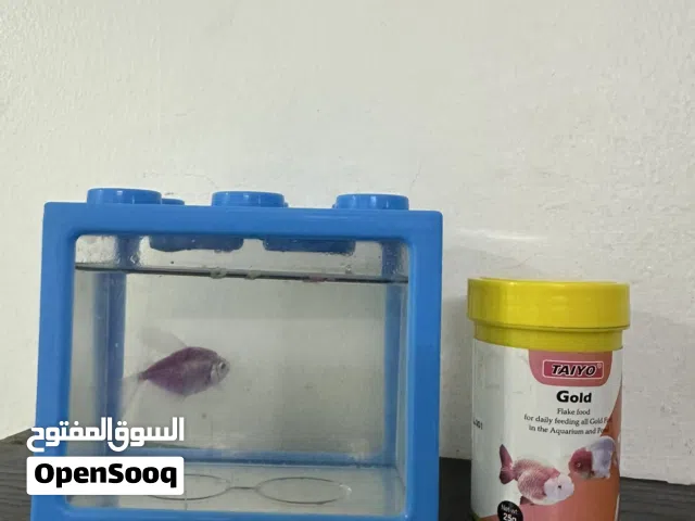 حوض سمك صغير مع السمكة و طعام السمكة