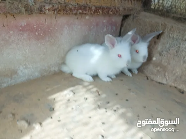 ارنب الا سد